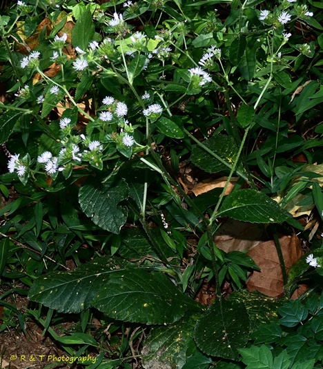 {Elephantopus carolinianus}